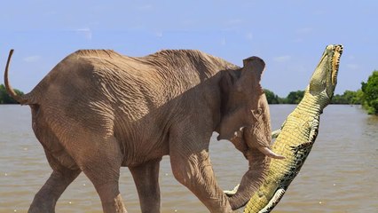 Animal Moms Protecting Their Babies - Elephant Saves her Calf from Crocodile