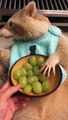 Gold Raccoon Munches on Grapes