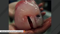This Alien-Looking Creature Going Viral Is Actually A Shark Embryo