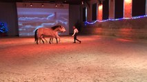 Noël se décline à cheval, sur tous les continents