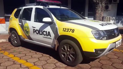 Polícia Militar encontra pé de maconha em plantação de mandioca