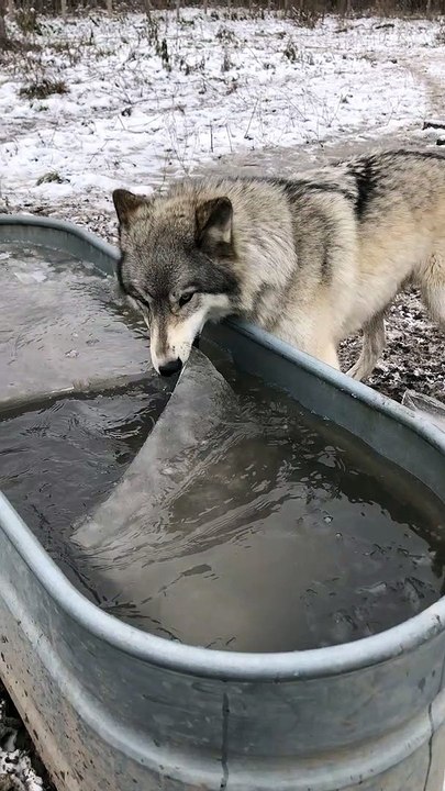 Dog Helps Retrieve Ice
