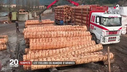 Tempête: les violons en manque d'arbres