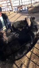 Feeding Time Fun with a Bear