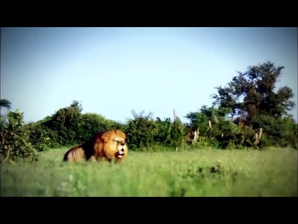 Elephants & Crocodiles