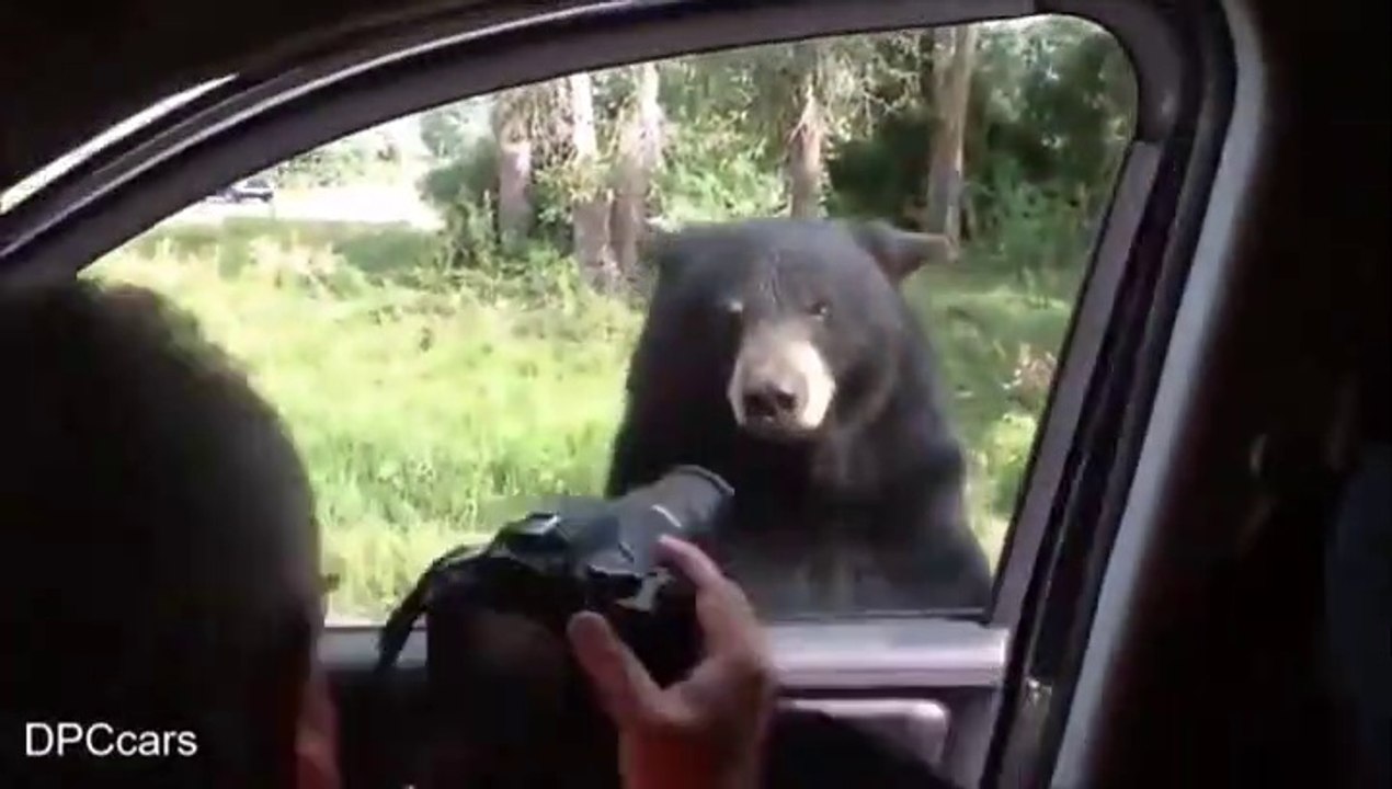 Un ours vient ouvrir la portière d'une voiture de touristes pendant un safari
