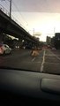 Ils courent après une vache en fuite aux Philippines, en plein trafic