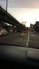 Ils courent après une vache en fuite aux Philippines, en plein trafic