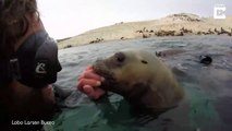 Un lion de mer vient faire des bisous à un plongeur... adorable