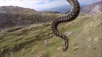 Il filme la morsure d'une vipère au plus près