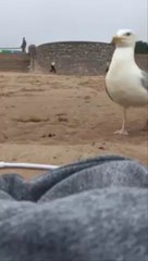 Download Video: Quand une  mouette fourbe vient voler un smartphone sur la plage