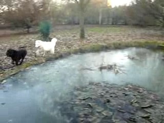 CUbitus et Nemo sur la glace