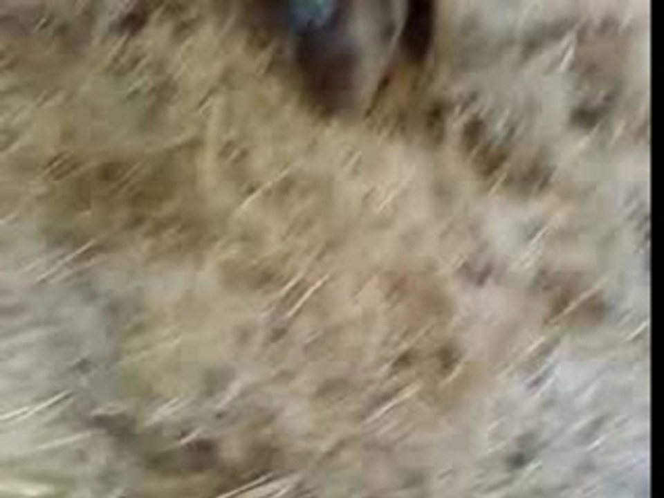 bisous de vache! reine et urgence