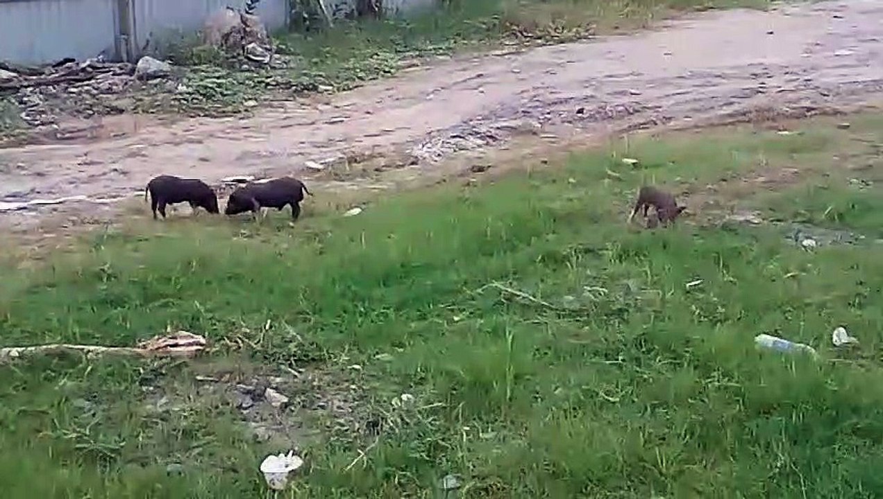 Piglets at the site - Heo cỏ công trường (st4)