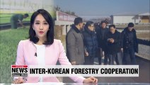 Two Koreas discussed joint efforts to modernize tree nurseries, control pests: Ministry