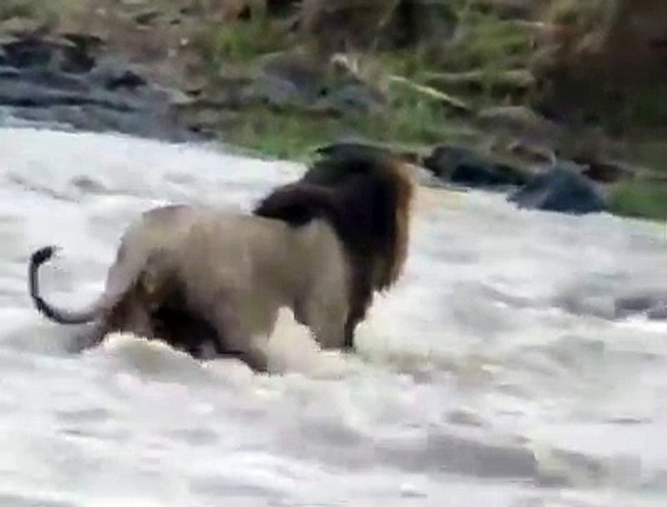 Scarface crossing the crocodile infested mara river..