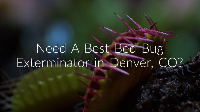 Certified OCP Bed Bug Exterminator in Denver, CO