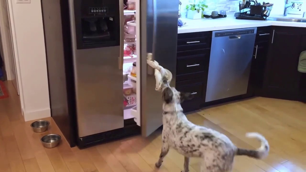 Party Pups