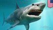 Supernova radiation may havewiped our Megalodon from Earth