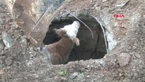 Adana Havlayan Köpek, Rögara Düşen Buzağıyı Kurtardı
