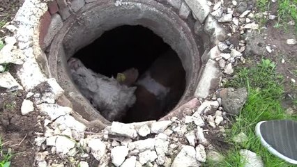 Kanala Düşen İnek, Havlayan Köpek Sayesinde Fark Edildi