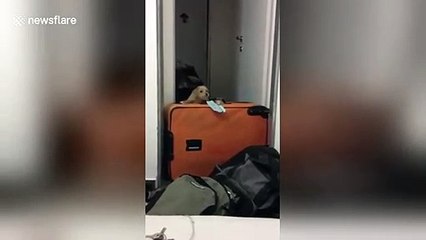 Determined puppy trespasses into room despite suitcase obstacle
