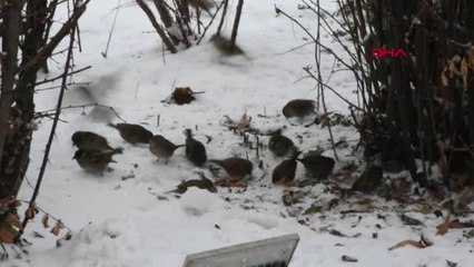 Sivas'ta 144 Köy Yolu Kardan Kapandı