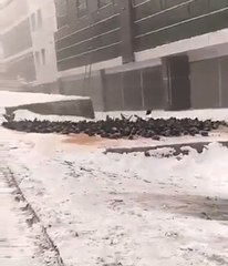 Ardahan'dan Gelen Görüntü, Sosyal Medyada Günün Konusu Oldu