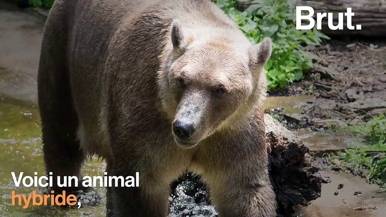 Quand un grizzly et un ours polaire se rencontrent… - Vidéo Dailymotion