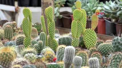 Ofis hayatından sıkılan turizmci kaktüs işine girdi: Sermayemiz 500 bin TL'ye ulaştı