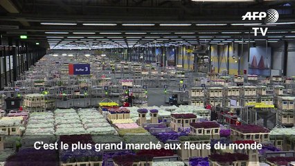 Les fleurs néerlandaises décrépissent face au Brexit