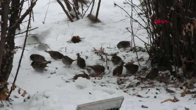 Sivas'ta 144 Köy Yolu Kardan Kapandı-Tamamı