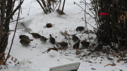 Sivas'ta 144 Köy Yolu Kardan Kapandı-Tamamı