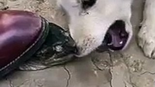 Fish head stuck on a dogs snout