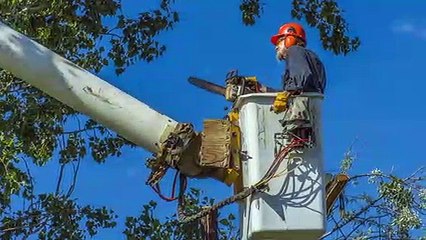 Soft landscaping Service In Sydney