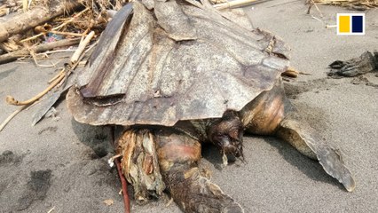 Dead turtle found stuffed with plastic