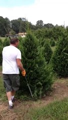 Regardez comment il taille ses sapins de Noël... Surdoué