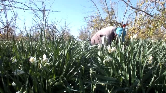 Mersin'de 25 Liradan Satılan Nergis Üreticisini Sevindiriyor