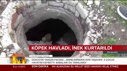 Köpek havladı, inek kurtarıldı