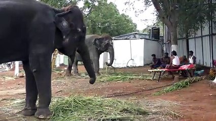 ஜெகஜோதியாக மின்னுகிறது யானைகள் முகாம்!!-வீடியோ