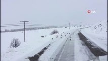 Karla Beyaza Bürünen Doğada Kınalı Keklik ve Atlar Yiyecek Aradı