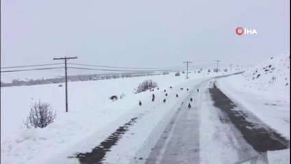 Karla Beyaza Bürünen Doğada Kınalı Keklik ve Atlar Yiyecek Aradı