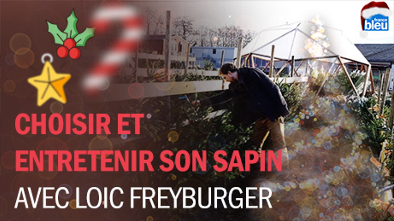 Choisir et entretenir son sapin de Noël