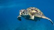 Un nuevo estudio encuentra microplásticos en todas las tortugas marinas