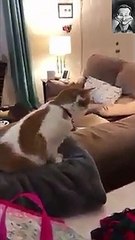 very funny reaction cat
