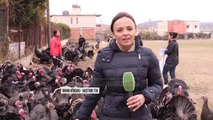 Gjelat e Peqinit, zhvillohet panairi i përvitshëm - Top Channel Albania - News - Lajme