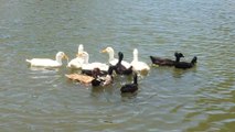 Happy Ducks! My ducks' first trip to the pond