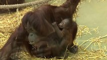 Nachwuchs im Kölner Zoo: Orang-Utan-Baby geboren