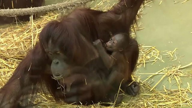 Nachwuchs im Kölner Zoo: Orang-Utan-Baby geboren