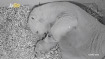 Baby Polar Bear Cub the Size of a Guinea Pig Caught on Camera Cuddling With Mom